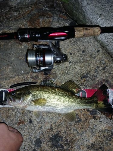 ラージマウスバスの釣果