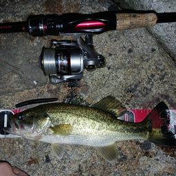 ラージマウスバス