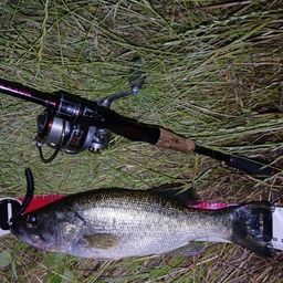 ラージマウスバス