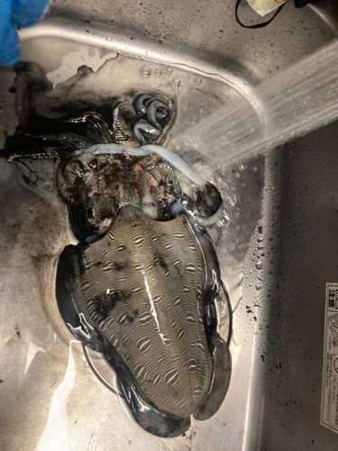 コウイカの釣果
