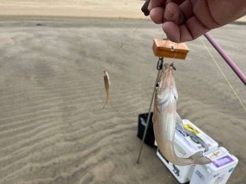 キスの釣果