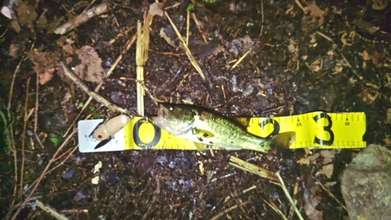 ラージマウスバス