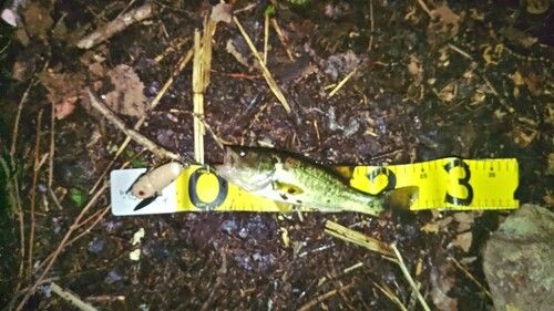 ラージマウスバスの釣果