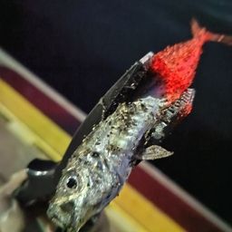 アジ