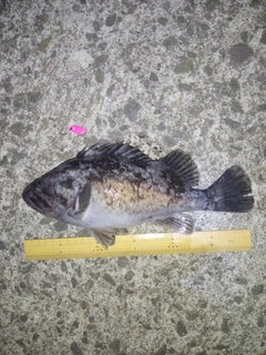 クロソイの釣果