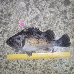 クロソイ