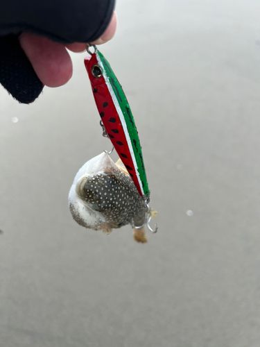 クサフグの釣果