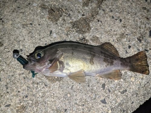 メバルの釣果