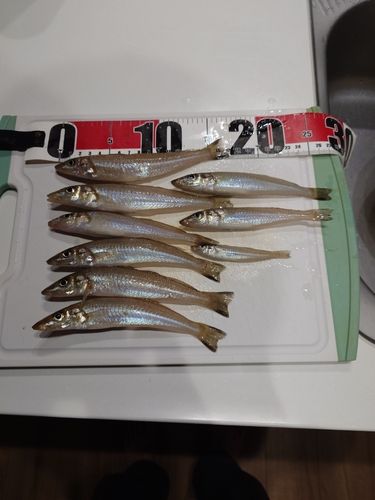 キスの釣果