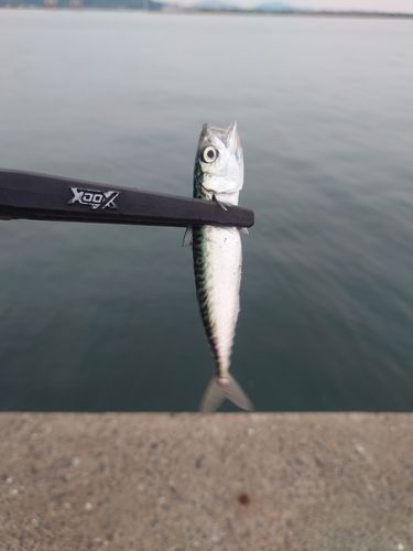 サバの釣果