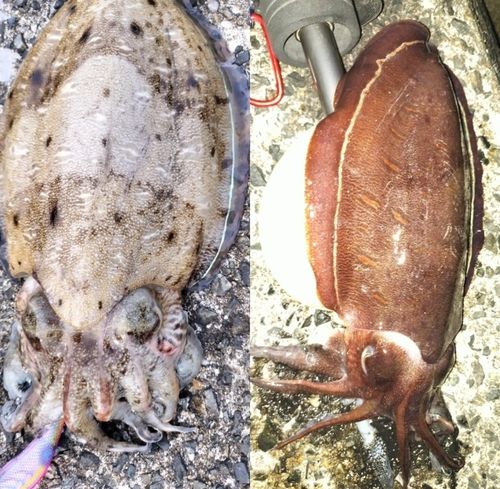 コウイカの釣果