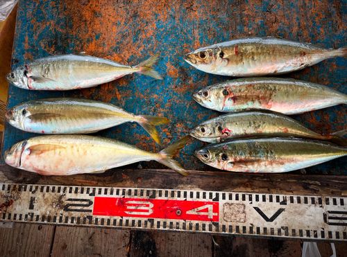 アジの釣果