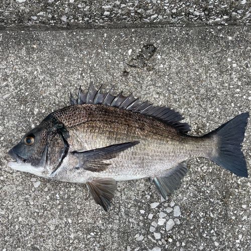 チヌの釣果
