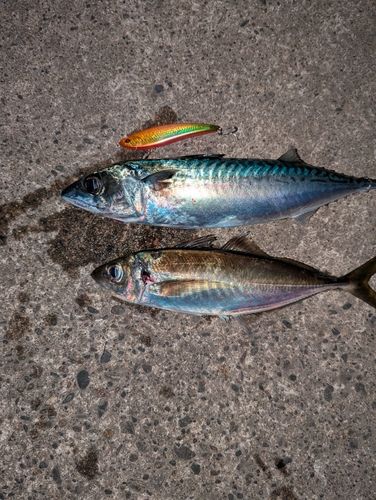 サバの釣果