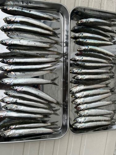 カタクチイワシの釣果