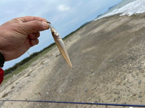 シロギスの釣果