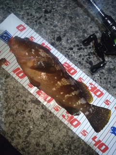 アコウの釣果