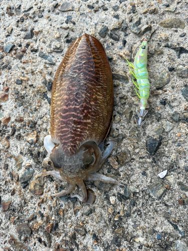 コウイカの釣果