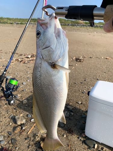 オオニベの釣果