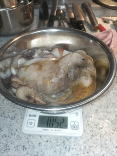 タコの釣果