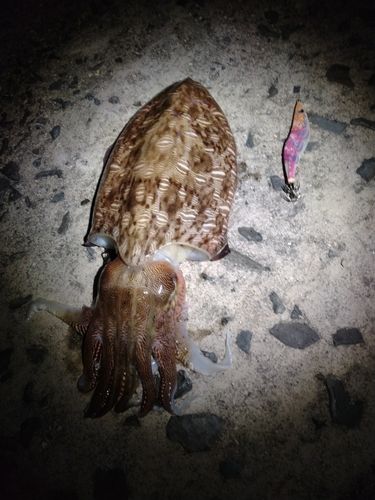 モンゴウイカの釣果
