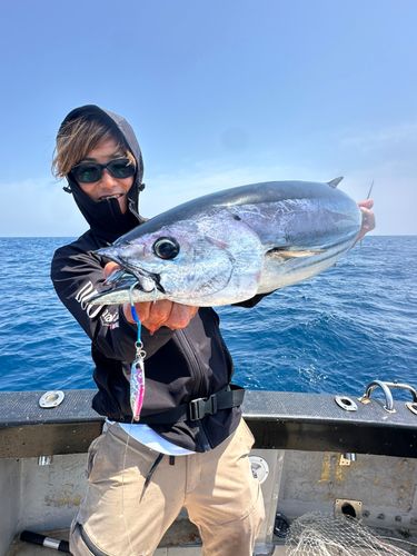 カツオの釣果