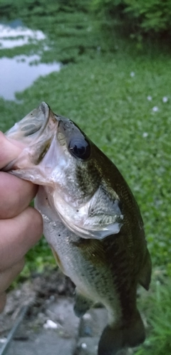 ブラックバスの釣果