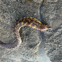 ウツボ