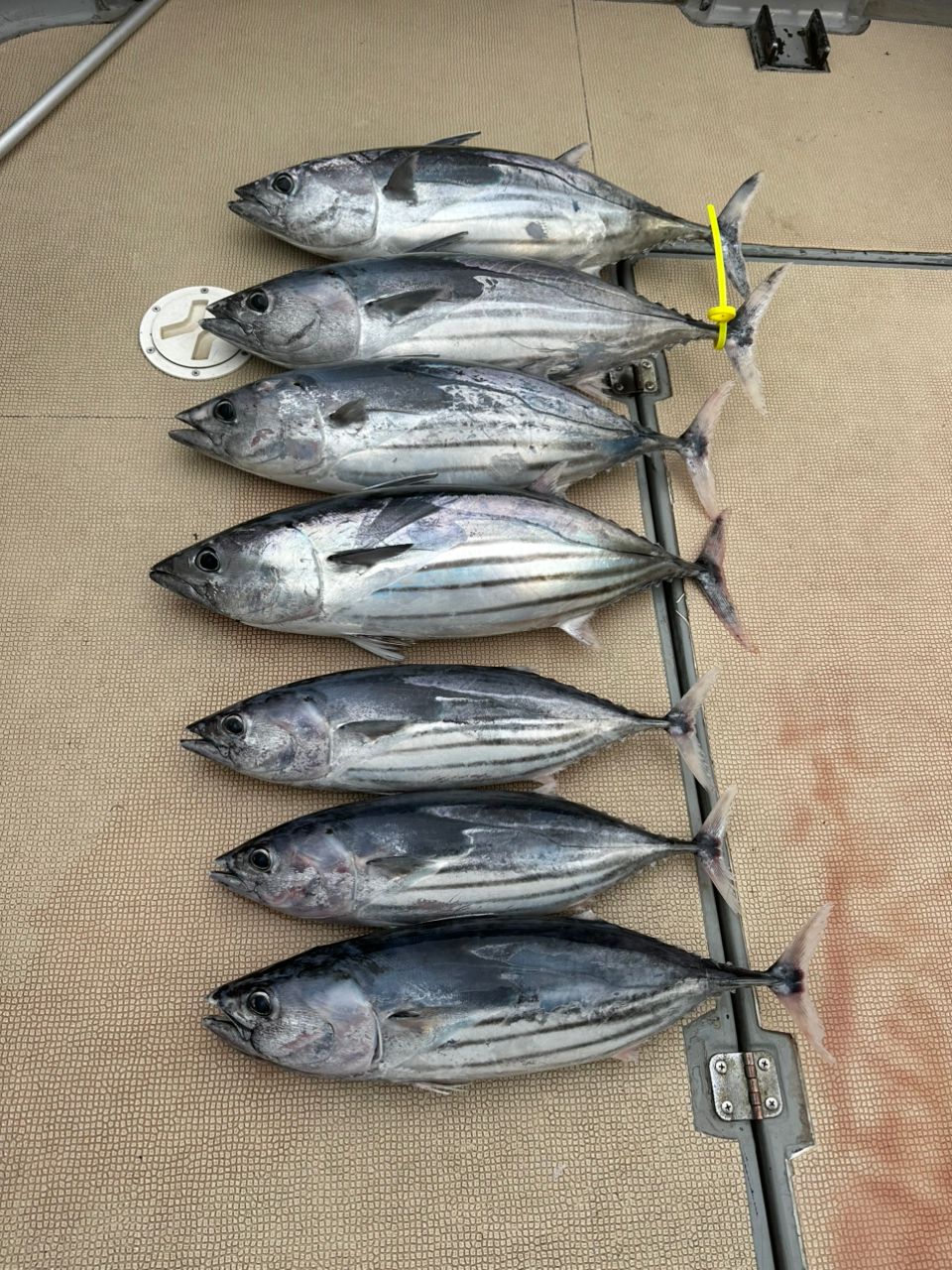 Yukiya.Tamuraさんの釣果 2枚目の画像