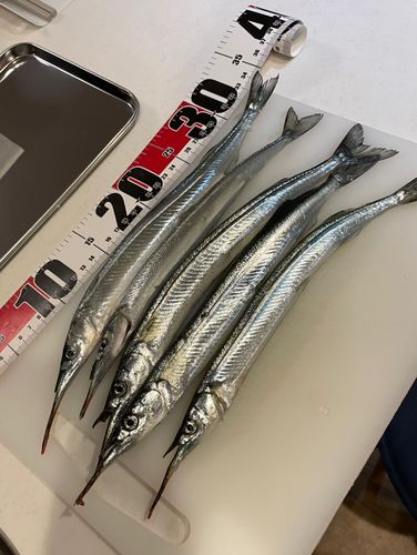 サヨリの釣果