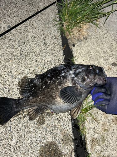 クロソイの釣果