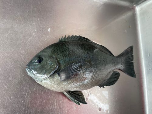 グレの釣果