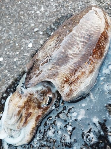 コウイカの釣果