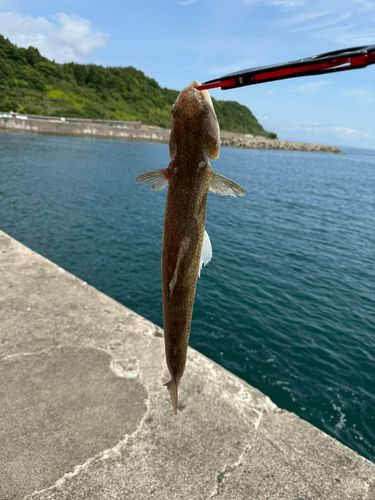 エソの釣果