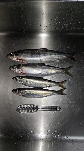ニシンの釣果