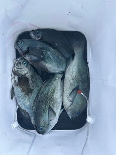 メジナの釣果
