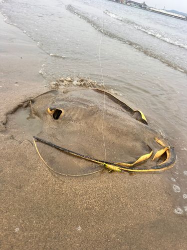 エイの釣果