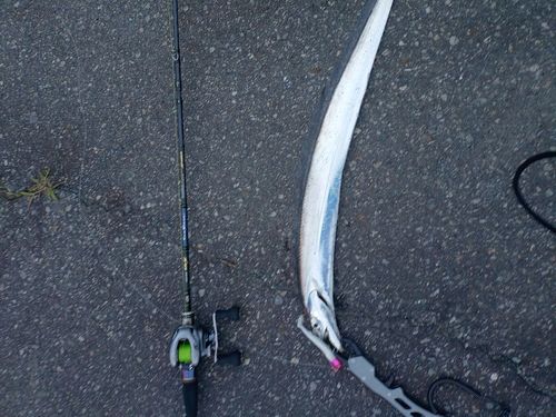 タチウオの釣果