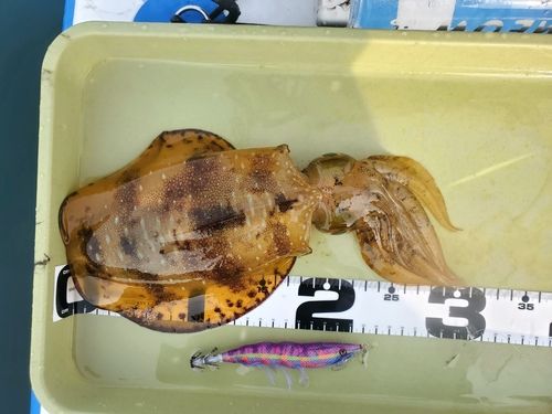 ミズイカの釣果