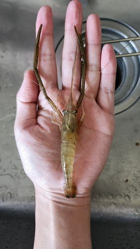 テナガエビの釣果