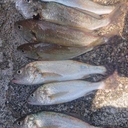 イシモチ