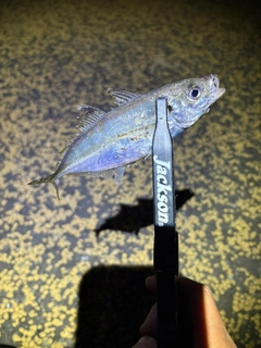 マアジの釣果
