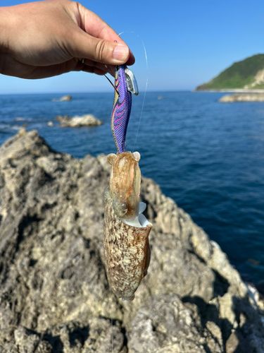 コウイカの釣果