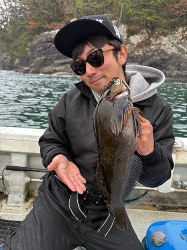 アイナメの釣果