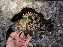 カサゴの釣果