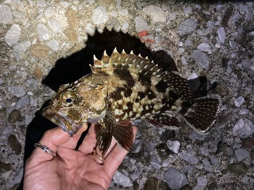 カサゴの釣果