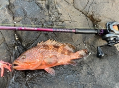 キジハタの釣果