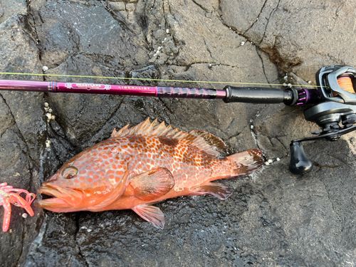 キジハタの釣果