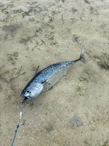 ミナミクロサギの釣果
