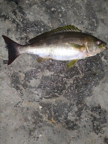 イサキの釣果